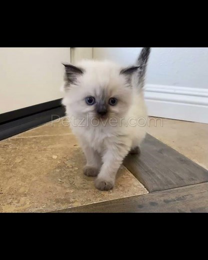 😻💕 Looking for the perfect feline companion?