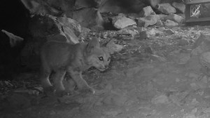 #WildlifeWednesday Alert! Watch this adorable moment from the Mitchell Caverns at Providence Mountain State Recreation Area, where a curious bobkitten decides to get up close and personal with the camera! 🐱👋 | California State Parks