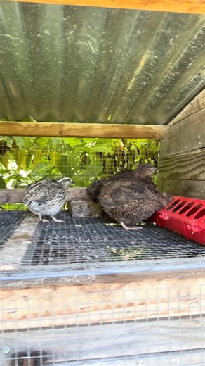 The ultimate homestead animal the quail #quail #coturnixquail