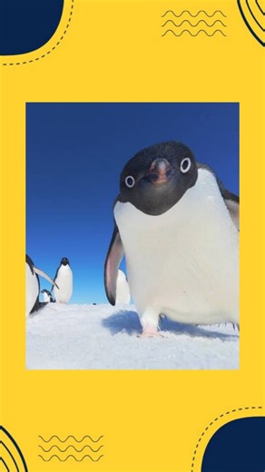 The Trendy Guru on Instagram: "Nihilist Penguin trend sweeps social platforms A lone penguin clip has become one of the most shared and discussed memes of early 2026. Known online as the “Nihilist Penguin,” the footage shows a solitary Adélie penguin walking inland across a desolate Antarctic landscape, away from its colony and toward distant snow-covered mountains — an unusual behaviour that has captured global imagination. What’s behind the meme Social media users on TikTok, Instagram, Reddit 