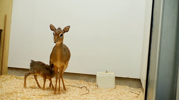 Baby antelope born at Chester Zoo