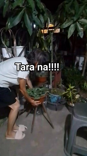 Satin pothos or silver pothos plant. This plant is popular for its attractive silvery green foliage and ease of care. #plantlovers #silverpothos #HomeDecor #loveofnature #fbreelsfypシ゚ #fbyシvideo #reelstrending #trending #everyonefollowershighlights | Marlyn Espina Abella