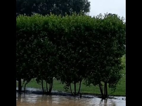 Green Buttonwood, Conocarpus erectus for a Wide Hedge