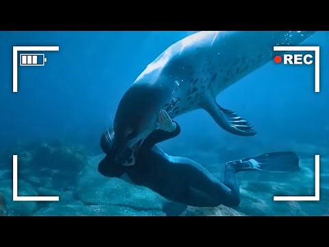 The Horrific Last Minutes of Kirsty Brown: Snatched By A Leopard Seal