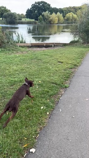 pesky rats #rats #rodents #rattingdog #patterdaleterrier #patterdale #fellterrier #pest #pestcontrolservice #picoftheday #videooftheday #benfleet #essex #dogs #dogoftheday