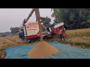 Fastest Rice Harvesting Process | Rice Harvest Process step by step with Rice Harvester