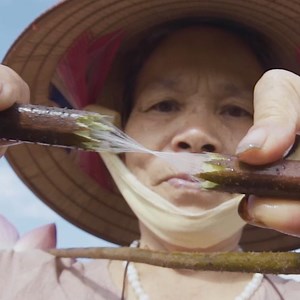 1.2M views · 12K reactions | Across the southern part of Asia, craftspeople carefully extract and process silk from lotus flowers, silkworms, and muga cocoons. Although each process is different, extracting the delicate fibers requires perfect conditions and a watchful eye. Here's how artisans in Vietnam, Myanmar, Cambodia, and India carry on their generations-old crafts of extracting some of the world's most expensive silk. | Business Insider | Facebook