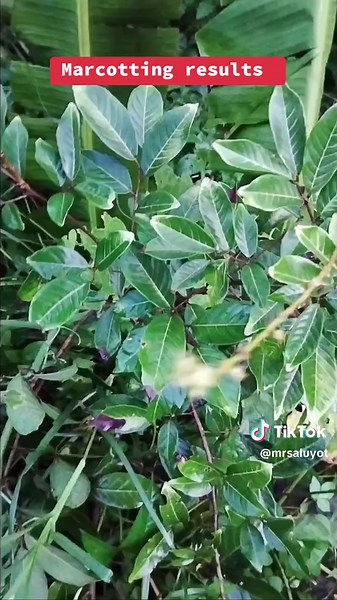 Marcotting Tutorial: Mga Resulta ng Kalamansi at Rambutan