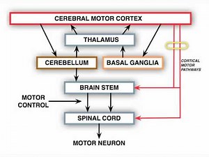 Anatomy Motor Exam: Upper Motor Neuron Lesion