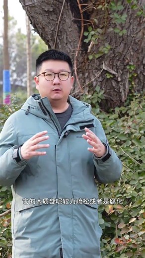 The Mysterious Birth of Tree Holes: Unveiling Nature's Hidden World