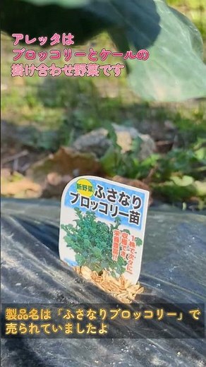 【家庭菜園】ブロッコリー×ケール？新野菜アレッタの脇芽が収穫ラッシュ！