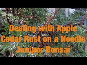 Apple Cedar Rust on a Needle Juniper Bonsai