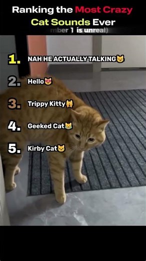 MOST CRAZY CAT SOUNDS EVER 🤯🔊