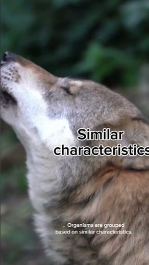 what is Biological classification easy biology for beginners #biology