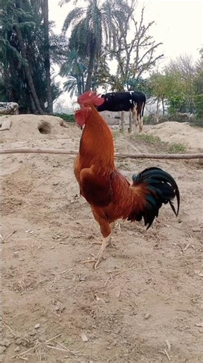 rooster crowing compilation