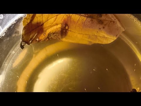 Beta fish breeding day 5 |smartvillagelifekerala is live