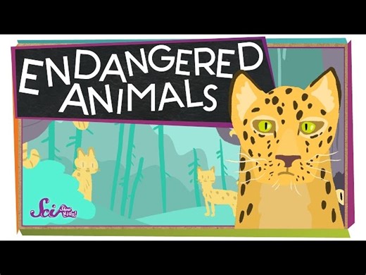 Endangered Animals and Their Habitats