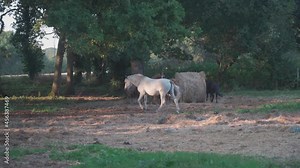 Horse grazing and family farming in France Brittany region. Animal farm, horse breeding and animal husbandry in northern europe in france in Bretagne. Herd of horses in a pasture on a farm.