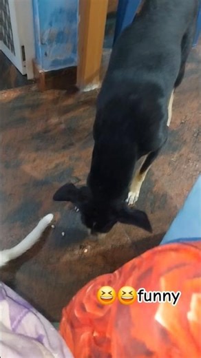 அய்யா சோறு வந்துருச்சி 😋😆# shorts feed # supscripe # funny # dog # liyo # eating comedy # Nellai