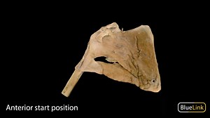 Rotator Cuff - 3D model by Bluelink Anatomy (@bluelinkanatomy)