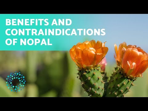 HEALTH BENEFITS of NOPAL 🌵 (How to Consume Nopal?)
