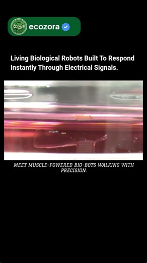 Muscle-Powered Bio-Bots Walk Like Living Machines On Electrical Command #bio #robotics #innovation