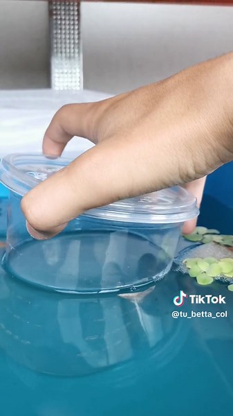 Reproducción de Peces Betta: Proceso y Curiosidades