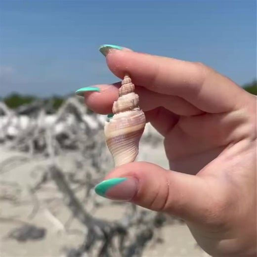 3.7K views · 92 reactions | The Crown conch seashell can sometimes be...