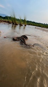 8.8K views · 19 reactions | Indian Rock python Snake vs Fish ❤️. Please follow me. #highlightseveryone #viralreels | Mobarak Snakesaver | Facebook