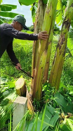 Pruning banana trees to prevent competition for nutrients