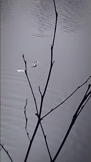 Snake Escapes into Lake | Water Snake Swimming After Being Startled.#snake #wildlife #watersnake