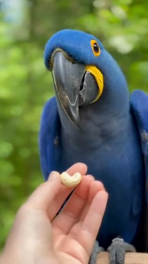 A rare close-up moment with a Hyacinth Macaw enjoying a cashew snack. Watch this stunning blue parrot crack the nut with ease as we get an intimate POV look at its powerful beak and vibrant feathers. Calm, natural, and beautifully detailed — perfect for bird lovers. #hyacinthmacaw #macaw #parrot #birds #birdvideo #wildlife #animalvideo #pov #feedingtime #birdlovers #beautifulbirds #animalfeeding | Snack Time Zoo