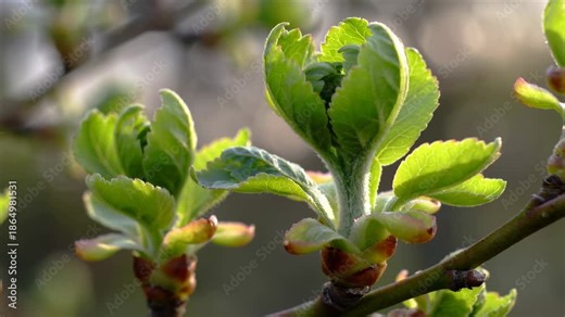 Fresh green tree buds sprouting on a branch in early spring sunlight. Young leaves growing on a twig. Nature renewal concept