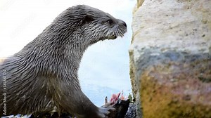 Wild otter feeding from a fish at a lake. Close-up view of otters.