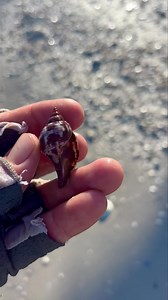 31K views · 1.5K reactions | Rich, chocolate True tulip is always a happy find. * * #chocolate #tulip #true #shell #shells #shelling #florida #swfl #gulfofmexico Video taken by Tram Member Capt Colt | Reel Kind Fishing and Tours | Facebook