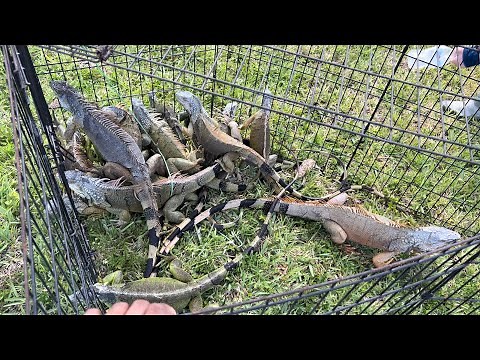 Day 52 - Giant Iguanas Take Over Private POND! Iguana Hunting Challenge! How many do We Catch?