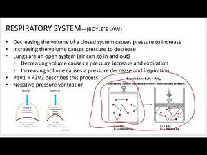 Respiratory System