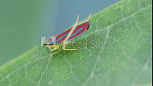 Red-banded leafhopper, also known as the Candy-striped leafhopper resting on a leaf and cleaning its wings and abdomen using its rear legs. Stock Video