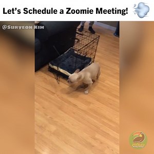 1.5M views · 10K reactions | No Zoom Fatigue here! We love working from home! | Animals Doing Things | Facebook