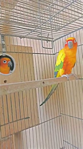 Masahallah Beautiful Sun Conure Breeding Pair 💛🦜 | Lovely Parrot Couple