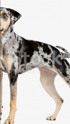 The World's Rarest Dog Breeds