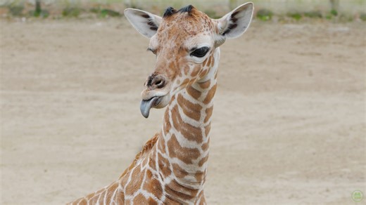 There’s a new baby in town, lucky number 13 has arrived! ✨ A male reticulated giraffe calf was born on Thursday, February 5, becoming the 13th offspring sired by “Niklas” at the Zoo. Standing approximately 5 feet 6 inches tall and weighing just over 130 pounds, the calf is already making a big impression as the Zoo’s newest long-legged arrival. The calf was born to “Wendy”, an experienced mother who has now welcomed five calves at Memphis Zoo. The calf has been named August, a choice rich with m