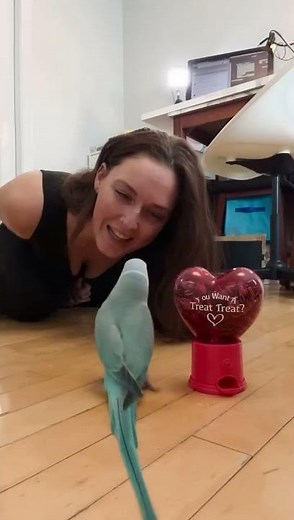 sr parrot birds _ amazing parrot talking sound l - colourful talking sound parrot