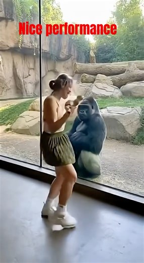 Performance #gorilla #funny #animals #music #husky #viral #funnydog #funnypet #shorts #short #yt