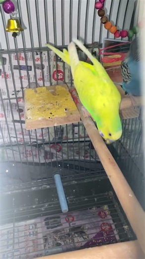 When i use youtube ai comic feature… my green budgies..now mango..😂#birds #birdbot #parrot #funny