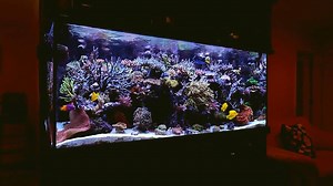 2K views · 34 reactions | Check out more tanks and information at www.reef2reef.com! If you would like to have your aquarium video featured by us please email us at info@reef2reef.com or message us. | REEF2REEF.com | Facebook