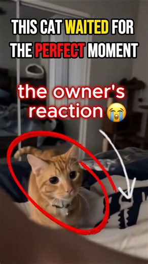 The GOOFIEST Orange Cat Moments 😂😂 Orange Cat Behavior