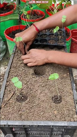 🌿 4 Okra Plants in One Crate? Amazing Fast Growth Trick 😱 #shorts #okra #ladiesfinger #gardening