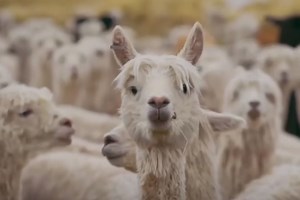 Día Nacional de la Alpaca: conoce su importancia para Perú y por qué su lana es apreciada