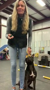 AKC TRICK DOG TITLE!! If we can do it, you can do it!! Here’s a great project for you and your dog to practice and /or participate in while we await resuming our “normal” schedules!! We’ve all got a little extra time on our hands and we’ve all got WONDERFUL dogs who are dying to spend time with us!! How about ya set a GOAL!?! Visit akc.org to find out all the details...but FIRST , visit with Rifle and I while we entertain you through some of the trick options for the Novice level testing. I am a